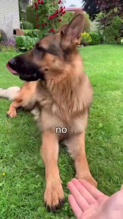 Give me paw