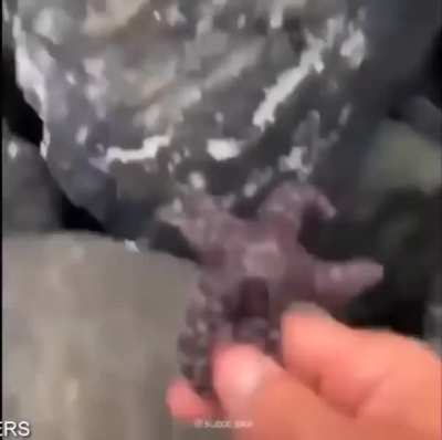 "PATRICK NO!"