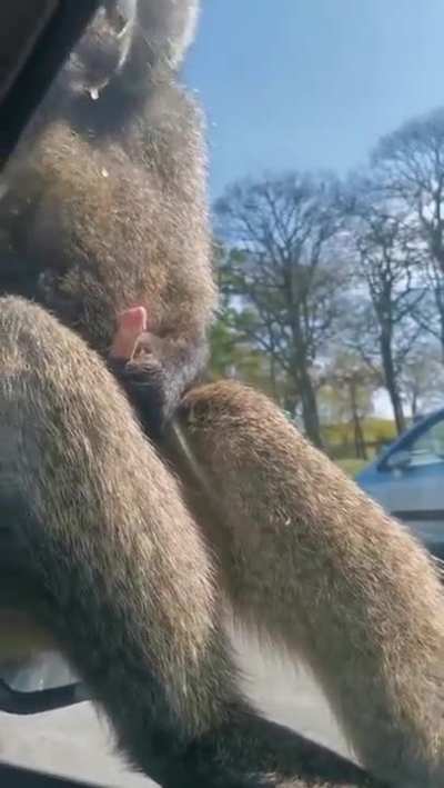 Ambatukam monkey