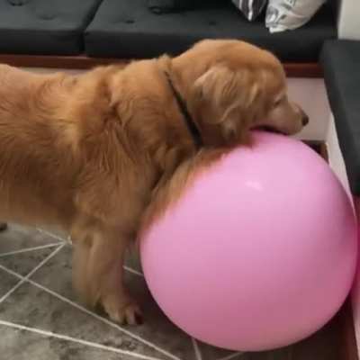 Here's a golden doing what goldens do