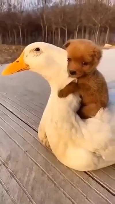 Немного милоты