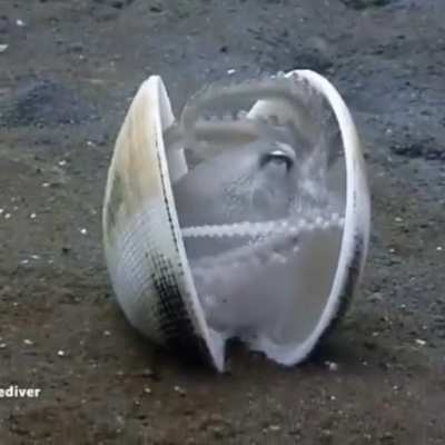 🔥 This little octopus getting inside a clam shell.