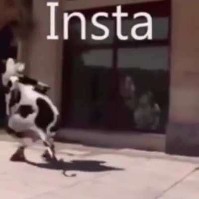 Esto es literalmente shittpost 0.o