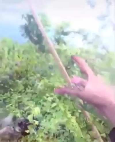 Oa