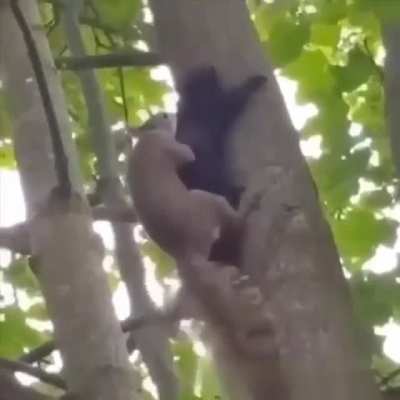 Wtf