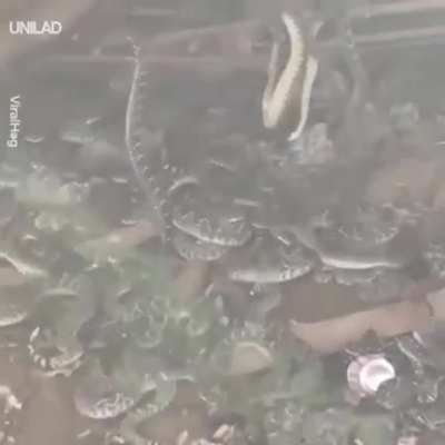 I&rsquo;d legit move if I found 30 rattlesnakes under my house.