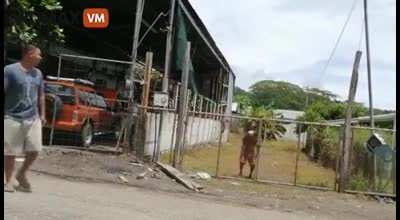 Lemon thief got his noodle fried by an electric fence set up by the owner.