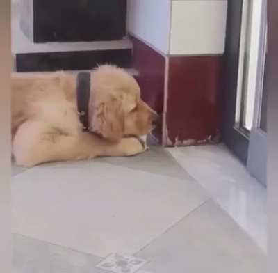 Dog in trouble hahahah &eth;&para;&eth;&yen;