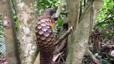 Just in case you've never seen a Pangolin climbing a tree before.