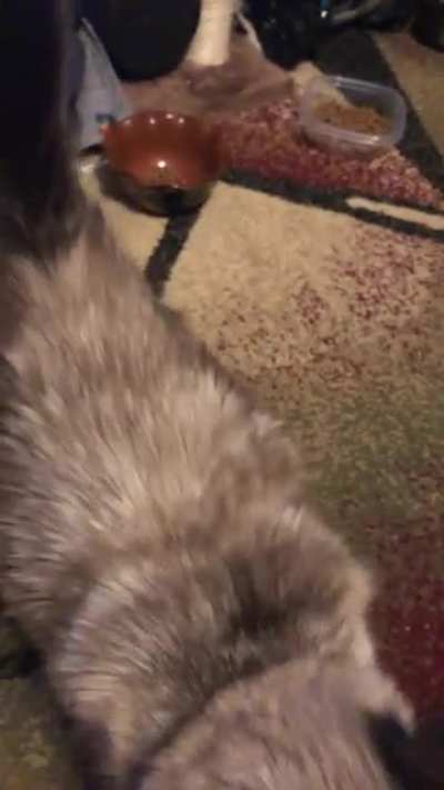 This is dorci hungarian for Dorothy. But I love to call her dorky. She was very happy I came home yesterday :)