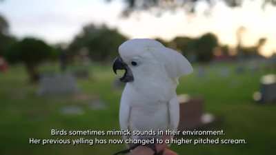 SubhanAllah, watch this.