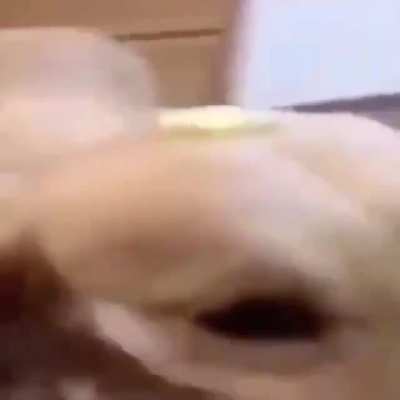 Dog with the butter