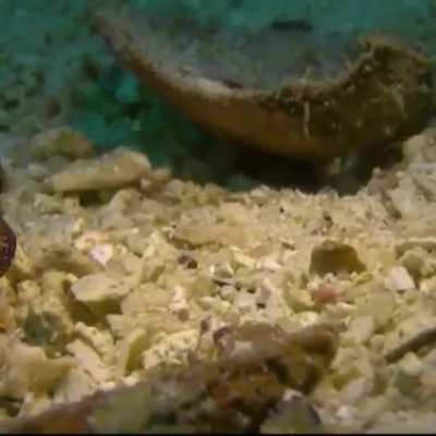 ITS FLATWORM FRIDAY!