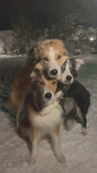 Пёсики