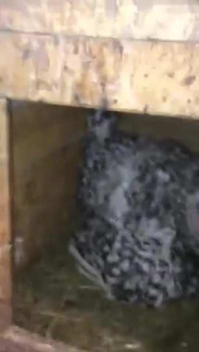 Those are some funny-looking chicks.