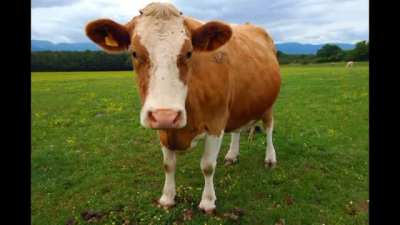 Moo.