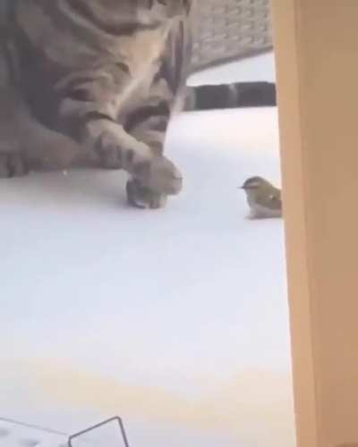 dont eat the bi-