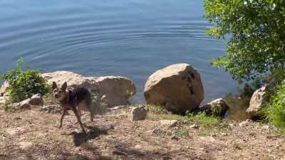My very (noisy) girl enjoying some fresh swim after our long walk.