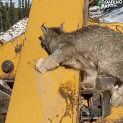 🔥Canada Lynx Climbs up Logging Machine to Look at Human &ndash; credit: Roaring Earth