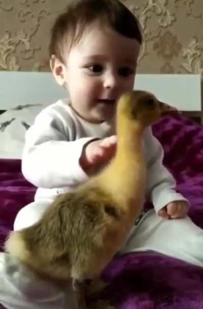 This duck has the complete attention of a baby...