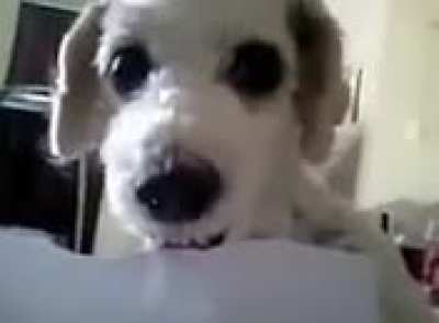 Se enojo limon