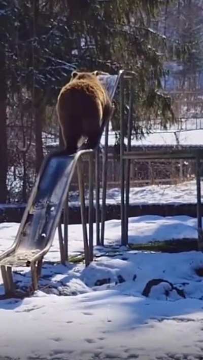 A bear uses the slide on the playground!