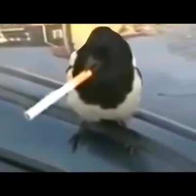 Smoking nic