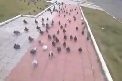Comunidade do orochi invadindo outros subreddits depois que o r/orochinho foi deletado