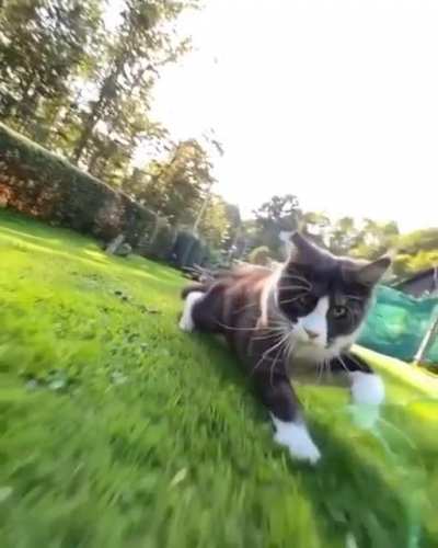 Slo-mo-kitty.