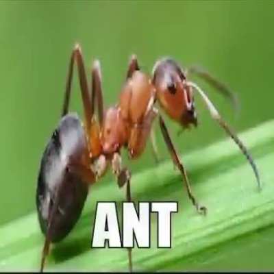 Ant
