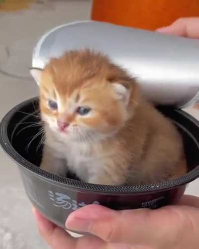 This is the pictorial definition of illegally smol cat