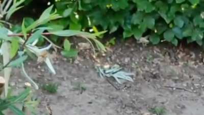 BEE COLLISION