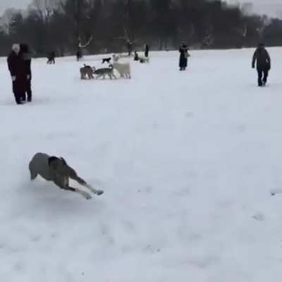 Starts zoomie riot at dog park