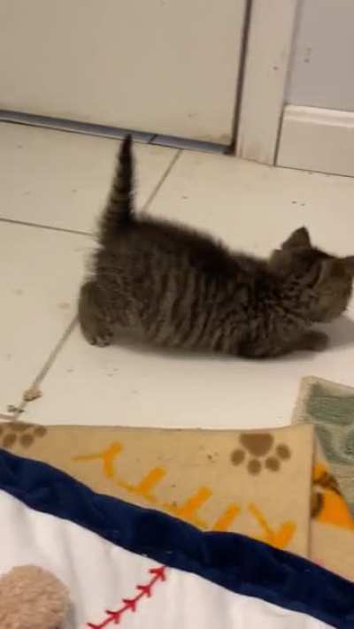 Baby cat (now 5 weeks old) is learning to play with the scrunchy ball. Ultimate pointy tail when she puffs up and backs away like the kitten in Disney&rsquo;s &ldquo;Kitbull&rdquo;