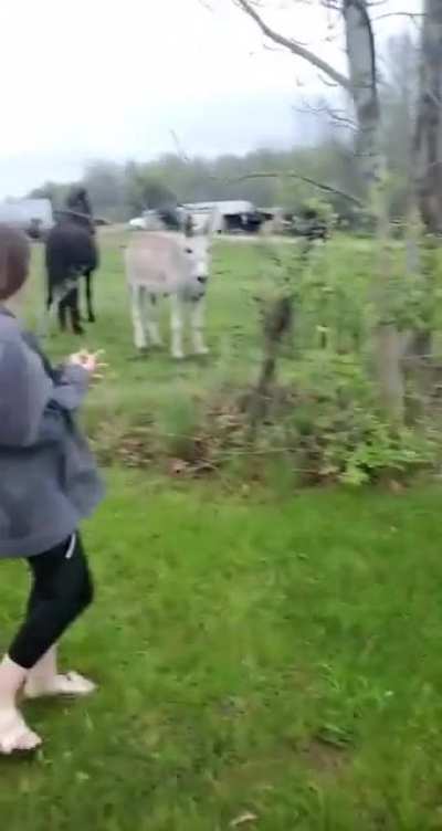 Poor Izzy got shocked... and the Donkey laughed at