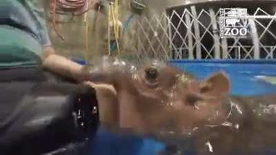 Baby Hippo attack!
