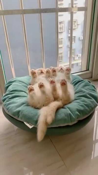 Two cats rollercoastering at the same time.
