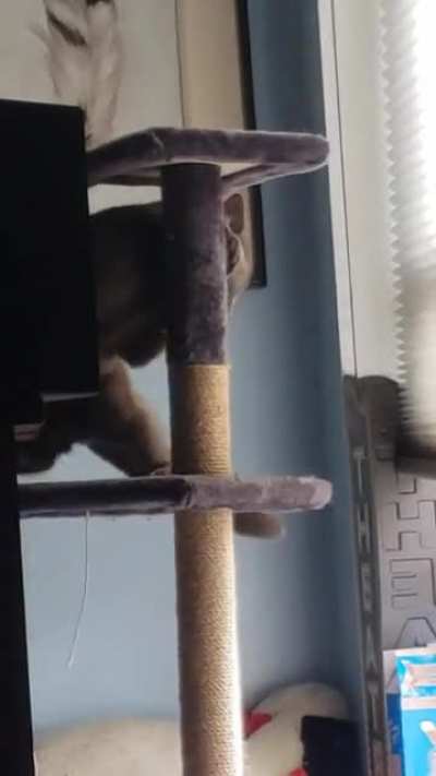 Little Brother's cat got too intense with the cat tower!!