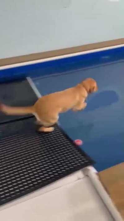 Someone is excited to go swimming.