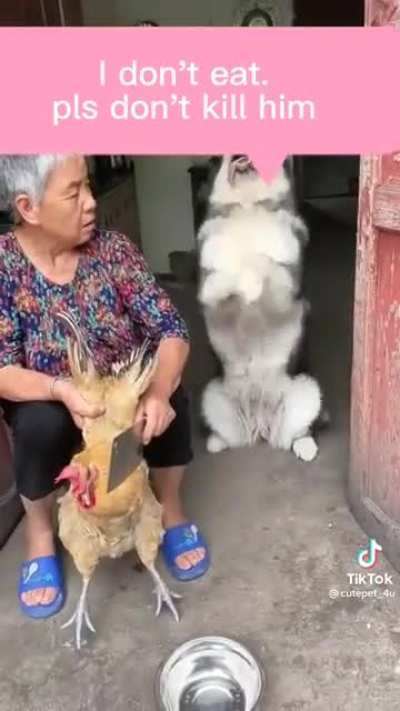 Affectionate Dawg