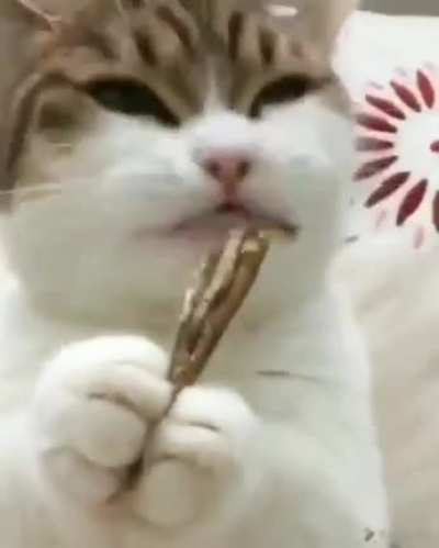 The sound of this cat chewing