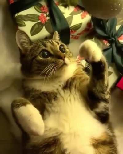 Котик