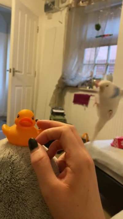Rubber ducky gets attention, causes jealousy