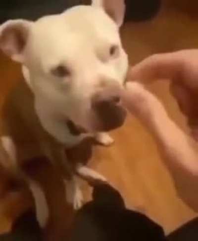 Dogs aren't supposed to eat jellybeans