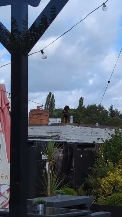 He likes to keep a lookout...