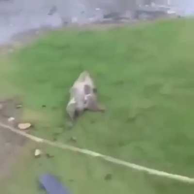 🆘