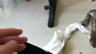 Just feeding my pet