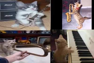 banda dos gatin