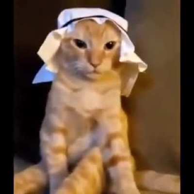 Arob cat