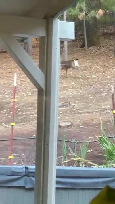 &ldquo;Oh Deer just wanna have fun&rdquo;